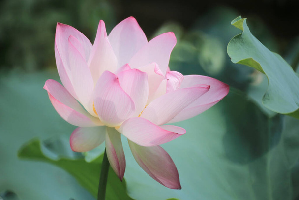 Close up of a pink water  lotus flower in a pond - Fotó, kép
