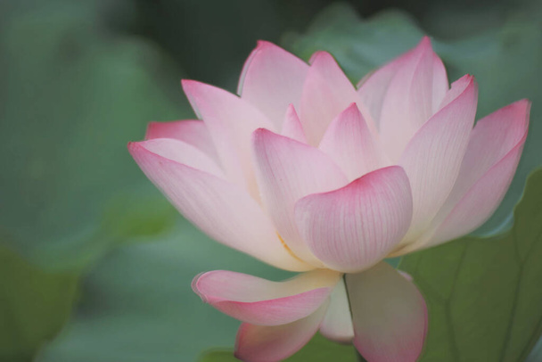 Close up of a pink water  lotus flower in a pond - Фото, изображение