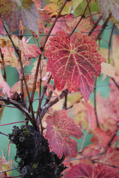 Красная листва виноградной лозы осенью - Фото, изображение