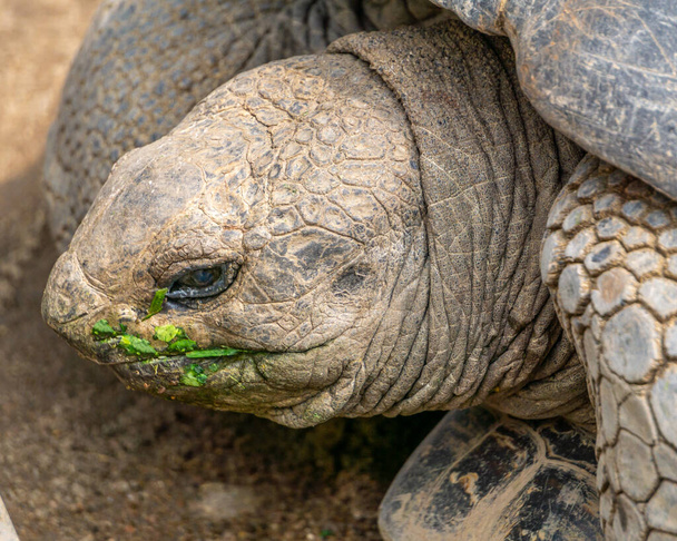 The moment captured during the head going into the shell after eating green grass - Foto, imagen