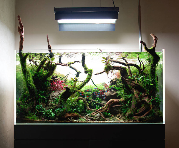  Beautiful freshwater aquascape with live aquarium plants, Frodo stones, redmoor roots covered by java moss and a school of blue neon tetra fish. - Photo, Image