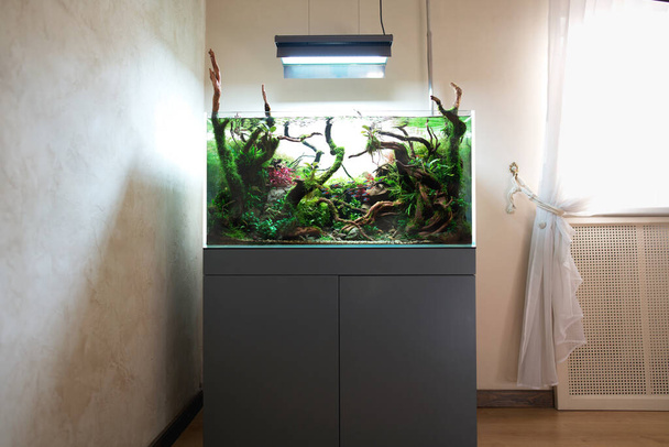 Beautiful freshwater aquascape with live aquarium plants, Frodo stones, redmoor roots covered by java moss and a school of blue neon tetra fish. Standing in room with window and curtain. - Photo, Image