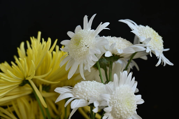 hermosas flores de crisantemo, de cerca - Foto, imagen