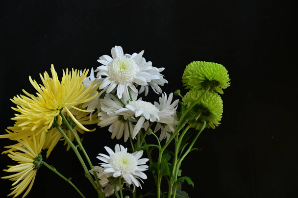 piękne chryzantemy kwiaty, zbliżenie - Zdjęcie, obraz