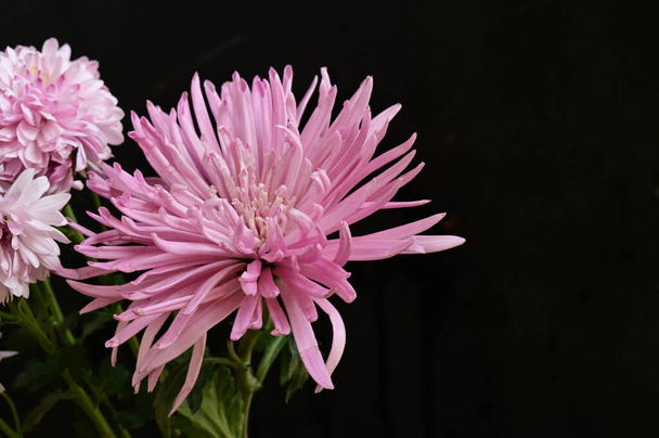 krásné podzimní chryzantémy květiny, zblízka - Fotografie, Obrázek