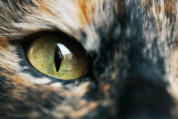 Sárga és zöld macskaszemek közelsége. Állat a kamera előtt. Imádnivaló háziállat. Szűk szemű kiscica. Makrofotózás. - Fotó, kép