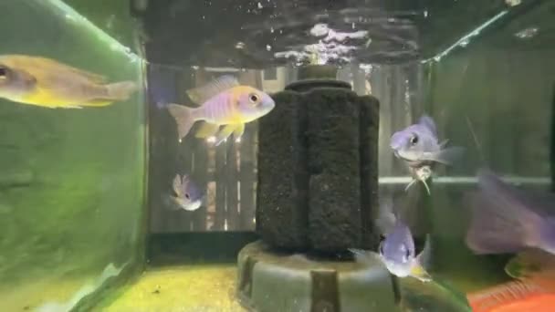 Aulonocara mamelela fish in water - Footage, Video