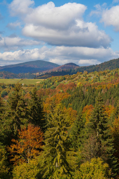 Piękny jesienny las w Karpatach w słoneczny jesienny dzień na grzbiecie przełęczy Synevyr i błękitnym tle nieba. Zachodnia Ukraina - Zdjęcie, obraz