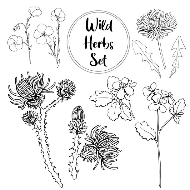 Kézzel rajzolt gyönyörű Wild Herbal Set - len, pitypang, bogáncs, napraforgó. Hajlékonyabb - Vektor, kép