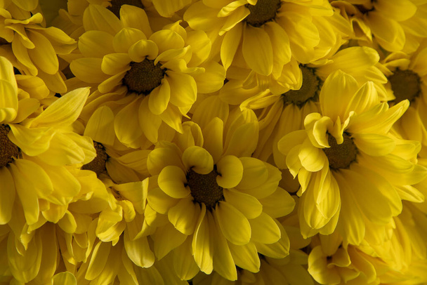 Yellow chrysanthemum flowers. Flower close-up. Floral flowers background. - Foto, imagen