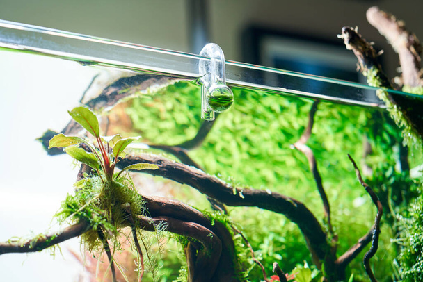 Verificador de gota de aquário de CO2 pendurado em vidro para monitorar a quantidade ideal de dióxido de carbono no tanque plantado. - Foto, Imagem