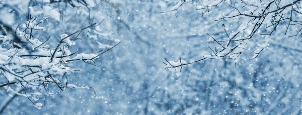 Sfondo invernale con rami di alberi innevati nella foresta su uno sfondo sfocato durante le nevicate - Foto, immagini