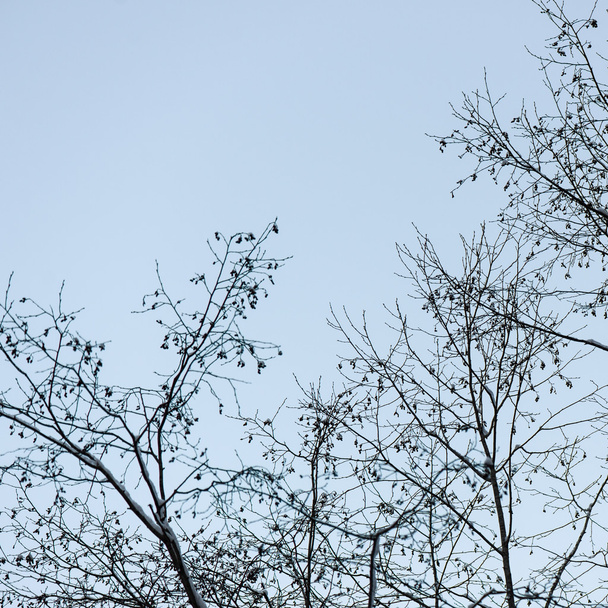 Winterbaumzweige in abstrakter Textur - Foto, Bild