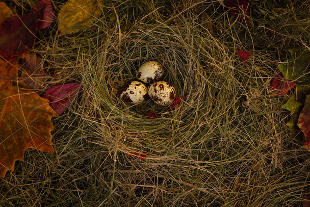 перепелиные яйца в гнезде на фоне сена и сухих листьев - Фото, изображение