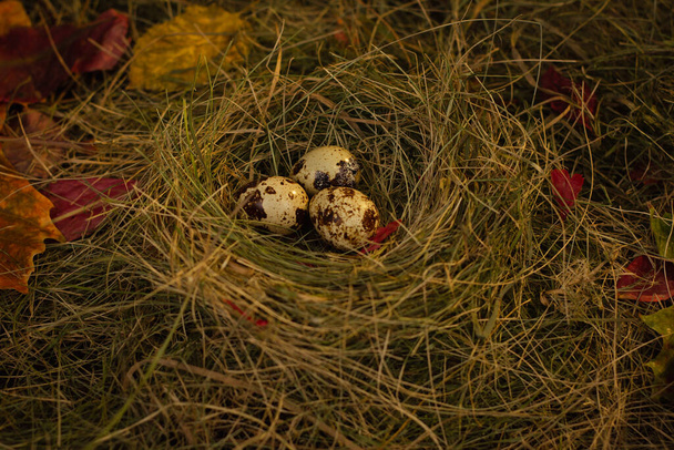 перепелині яйця в гнізді на тлі сіна і сухого листя
 - Фото, зображення