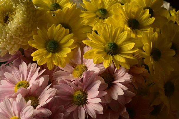 piękne, jesienne kwiaty, z bliska - Zdjęcie, obraz