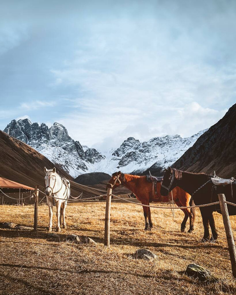 Beautiful three horses white brown black stand in meadow field in Juta valley in Kazbegi national park with dramatic mountain peaks background. Hike Juta valley panorama - Φωτογραφία, εικόνα