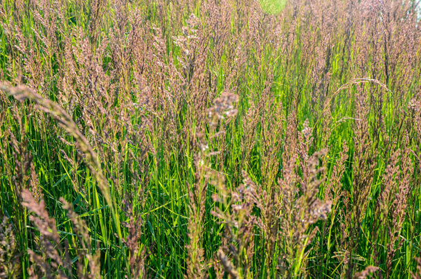 Calamagrostis epigejos - gatunek trawy z rodziny wieśniaków (Poaceae).. - Zdjęcie, obraz