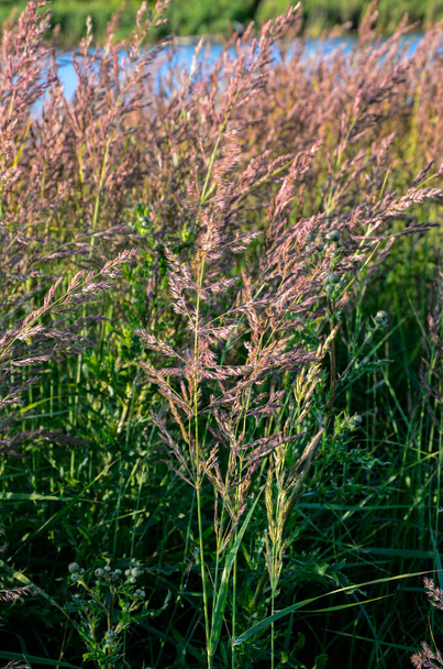 Calamagrostis epigejos - gatunek trawy z rodziny wieśniaków (Poaceae).. - Zdjęcie, obraz