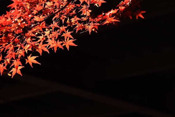 Jesienne liście klonu japońskiego. Sezonowy materiał tła. - Zdjęcie, obraz