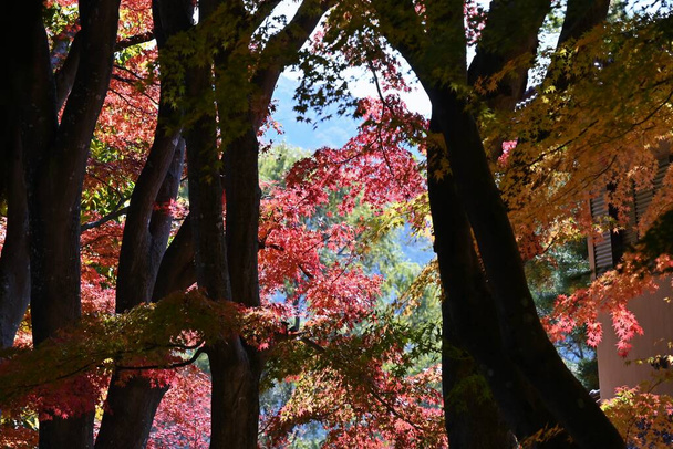 Feuilles d'automne d'érable japonais. Matériel de référence saisonnier. - Photo, image
