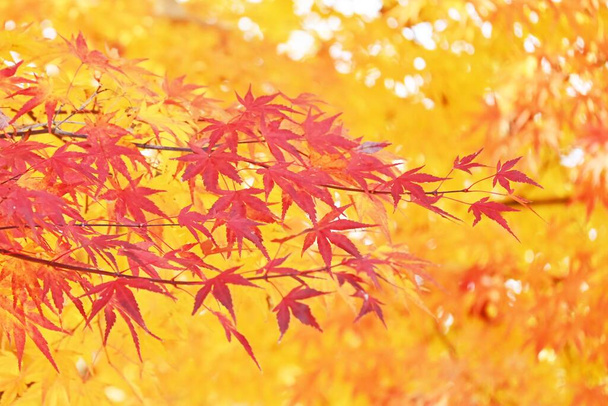 Hojas de otoño de arce japonés. Material de fondo estacional. - Foto, imagen
