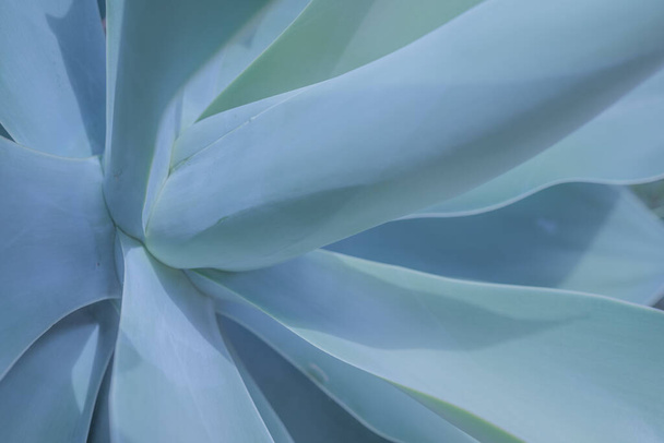Niebieski abstrakcyjny botaniczny tło lisi ogon agawa. Zbliżenie róży srebrnoniebieskich liści. Kształt kwiatowy soczysty. Naturalna tapeta. Agave attenuata w niebieskim odcieniu - Zdjęcie, obraz