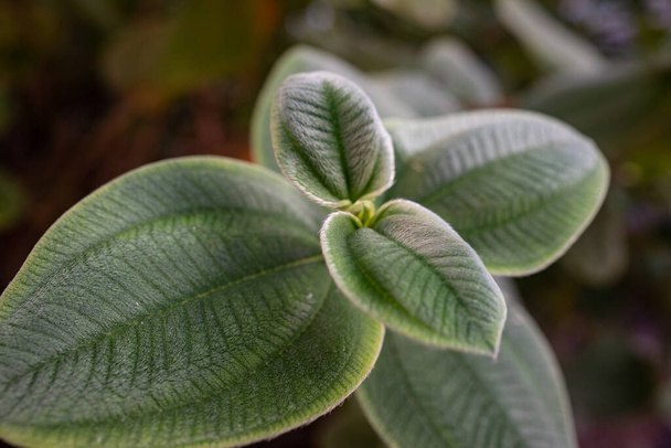 銀色の葉の王女の花の銀緑色の葉。Pleromaヘテロ接合体またはtibouchina grandifolia 。毛深いベルベットの質感のために銀日陰の葉。エキゾチックな熱帯植物。自然壁紙 - 写真・画像