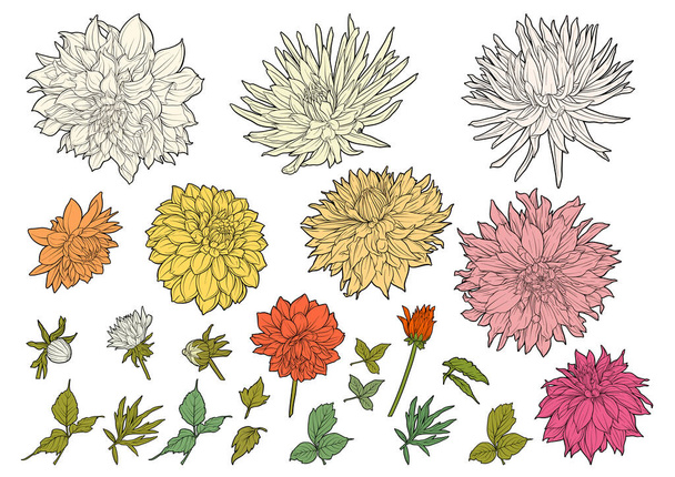 Dahlias flowers, outline and coloured style Clip art, set of elements for design Vector illustration. In botanical style - Vector, imagen