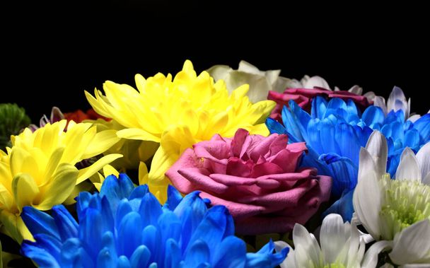 Crisantemos y rosas de colores Foto de primer plano sobre fondo negro - Foto, imagen