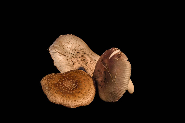 Fotografia de estudio de tres cogumelos silvestres - Foto, Imagem