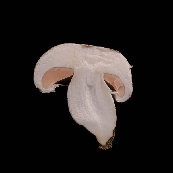 Fotografia de corte transversal de cogumelos portobello em estudio - Foto, Imagen