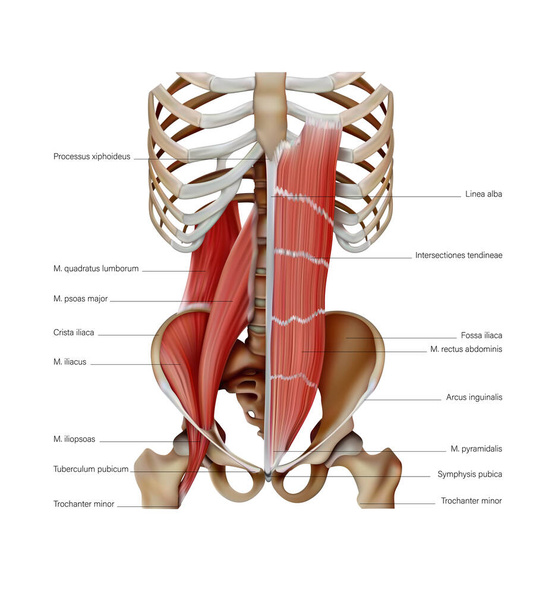 Diagramm der Struktur der Muskeln des menschlichen Körpers auf den Knochen. 3D-Illustration - Vektor, Bild