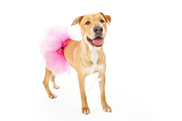 Yellow Labrador Dog in Pink Tutu - Zdjęcie, obraz