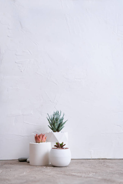 pots with groups of houseplants on concrete table - Echeveria and Pachyveria opalina Succulents. - Fotó, kép