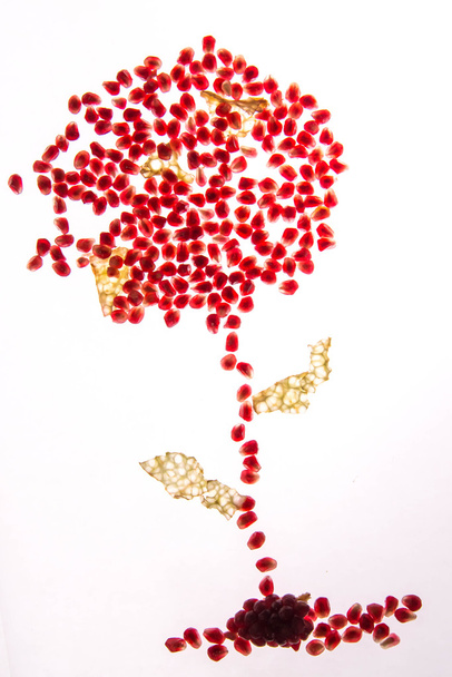 semillas de granada retroiluminadas
 - Foto, imagen