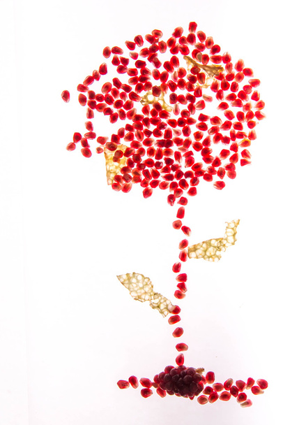 backlit pomegranate seeds - Photo, Image