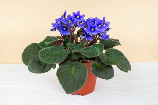Blue violet flowers on white, violet flowerpot. - Photo, Image