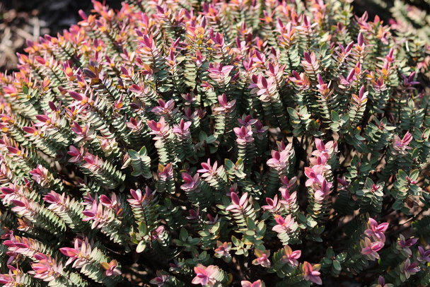 庭の設定で小さな多肉植物の葉を持つピンクのヒーブ低木。高品質の写真 - 写真・画像
