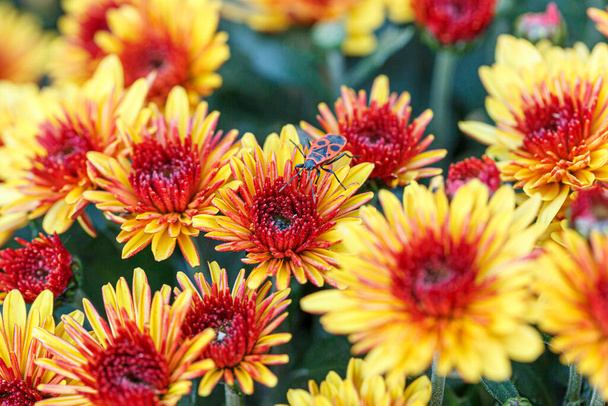 beautiful bushes of chrysanthemum flowers yellow and red colors close up - Photo, Image