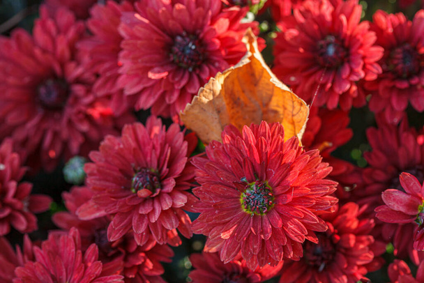 όμορφοι θάμνοι από χρυσάνθεμο λουλούδια κόκκινα χρώματα από κοντά - Φωτογραφία, εικόνα