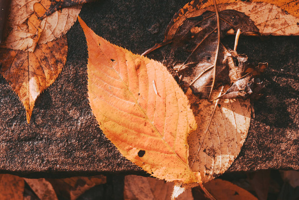 Giorno soleggiato in autunno, alberi con arancio giallo, foglie rosse - Foto, immagini
