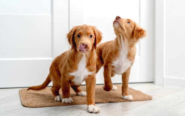 Couple of toller puppies standing on door mat at home - Photo, Image