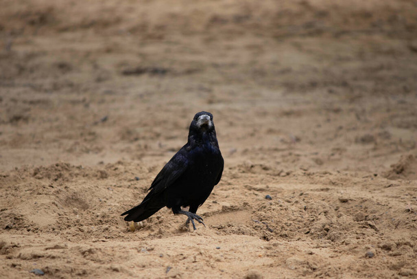 Siyah bir kuş kumda yürür, bir karga yürür - Fotoğraf, Görsel