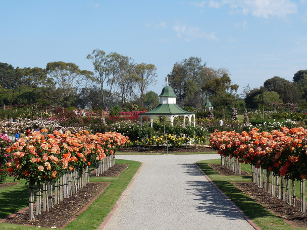 Pathway with formal hedges and arbor in rose garden - Photo, Image