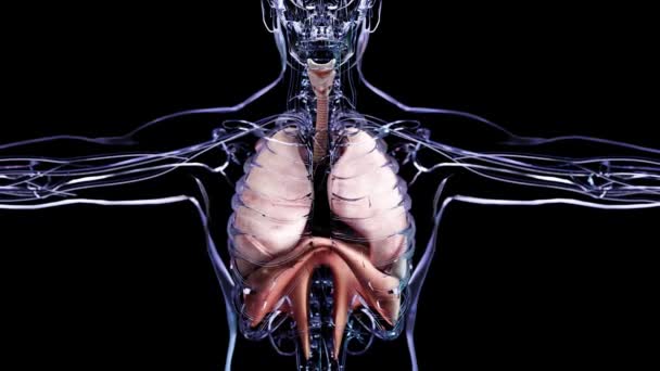 Человеческая дыхательная система легких Анатомическая петля Концепция анимации. видимые легкие, вентиляция легких, трахея, реалистичное высокое качество 3d медицинской анимации - Кадры, видео