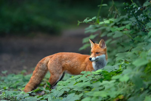 Close up of a Red fox (Vulpes vulpes) standing in a forest, UK.  - Photo, Image