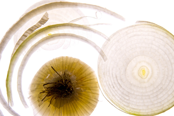 backlit white onion slice - Photo, Image