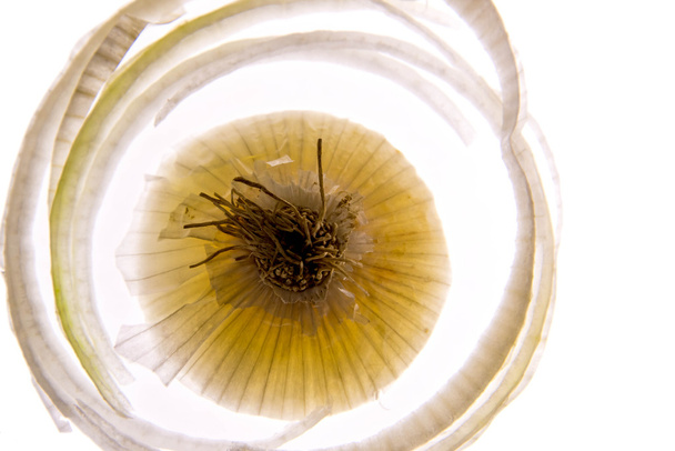 fatia de cebola branca retroiluminada
 - Foto, Imagem