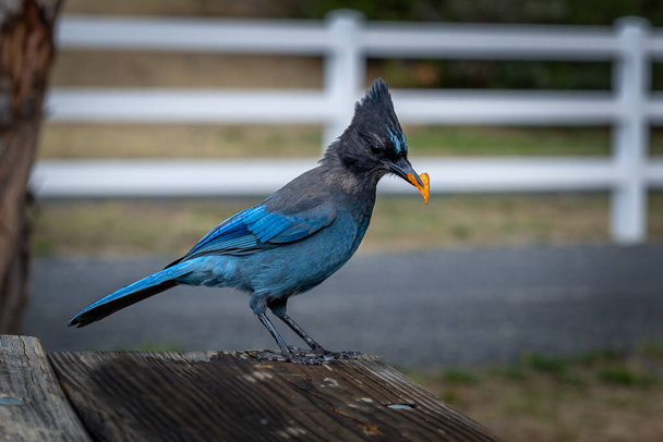 Geai de Steller, avec ses belles plumes bleues et sa crête fine, également connu sous le nom de Geai à longues crêtes, Geai de montagne et Geai de pin. - Photo, image